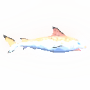School Of Divine Selachii